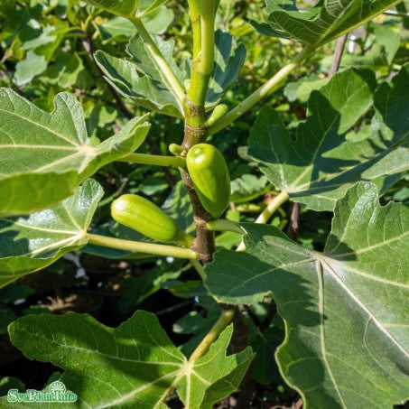 Fikon 'Bornholms Diamant' H80cm