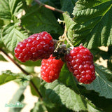 Björnbärshallon 'Tayberry' 3-pack i kruka