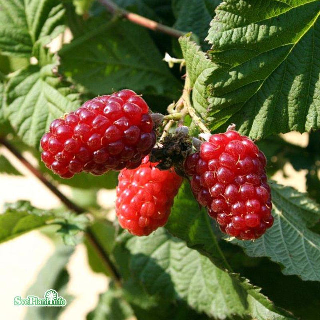 Björnbärshallon 'Tayberry' 5-pack i kruka