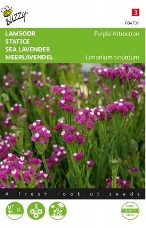 Blårisp 'Purple Attraction'