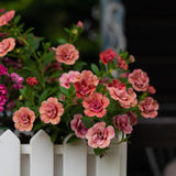 Minipetunia 'Aloha Double Apricot' 3 plantor