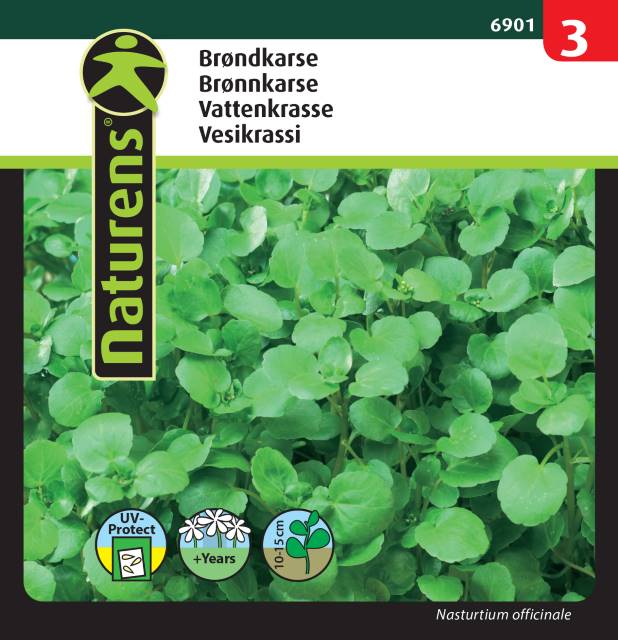 Vattenkrasse