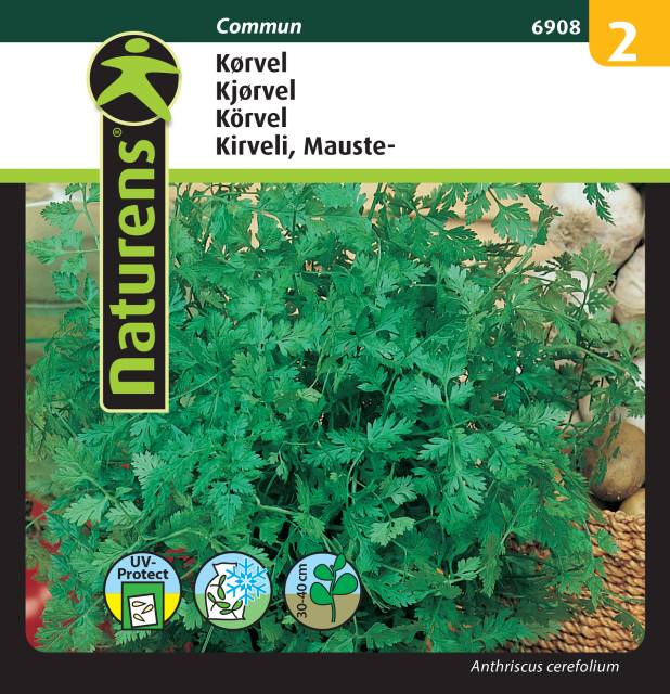 Körvel 'Commun'