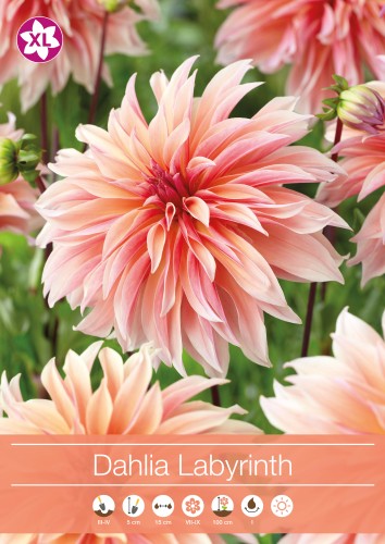 Dekorativ Dahlia 'Labyrinth' 1st