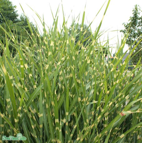 Glansmiskantus 'Zebrinus' 1st barrotad