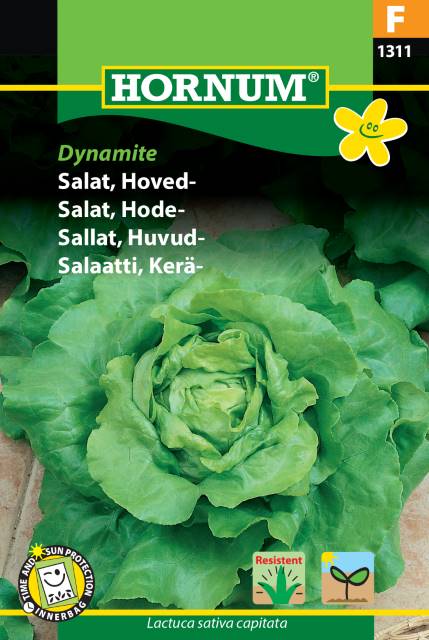 Huvudsallat 'Dynamite' frö