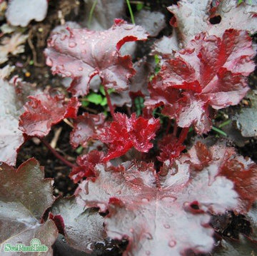 Alunrot 'Black Beauty' 12cm kruka