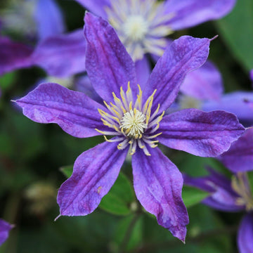 Klematis 'Arabella' 3-pack