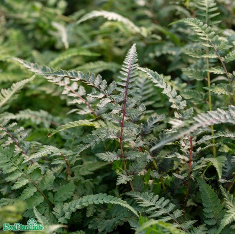 Regnbågsbräken 'Red Beauty' 1st barrotad