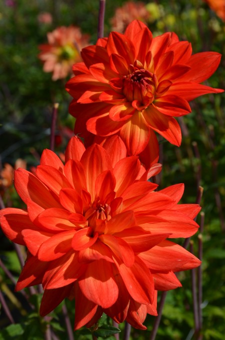 Dekorativ Dahlia 'Karma Fiesta' 1st