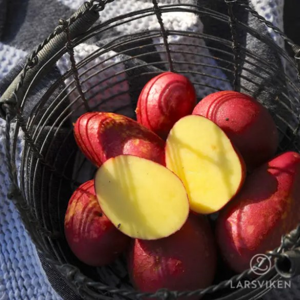 Sättpotatis - Alouette 1kg EKO