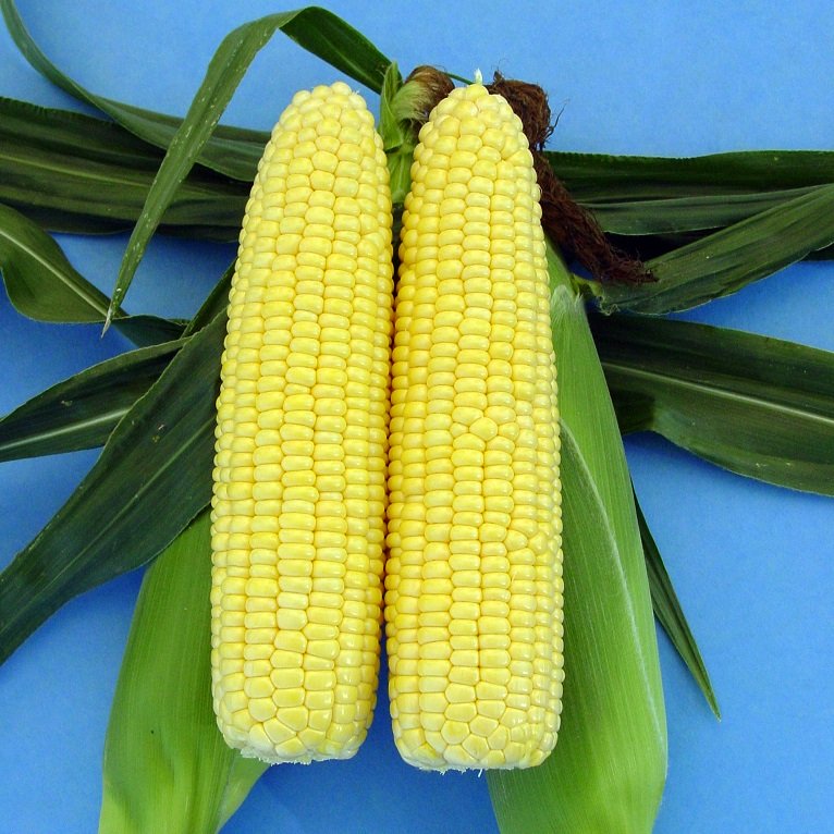 Sockermajs 'Spring Sun' F1 Frö