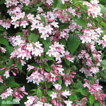 Paradisbuske 'Pink Cloud' co 1-pack
