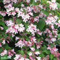 Paradisbuske 'Pink Cloud' co 1-pack