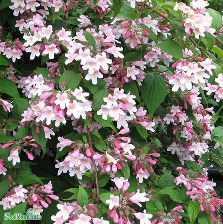 Paradisbuske 'Pink Cloud' co 10-pack