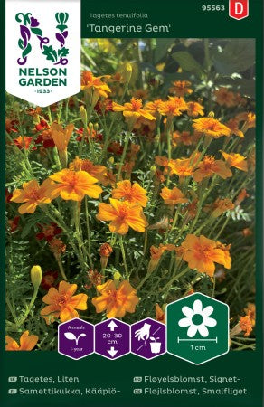 Tagetes 'Tangerine Gem'