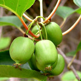 Minikiwi 'Tina' 7cm kruka