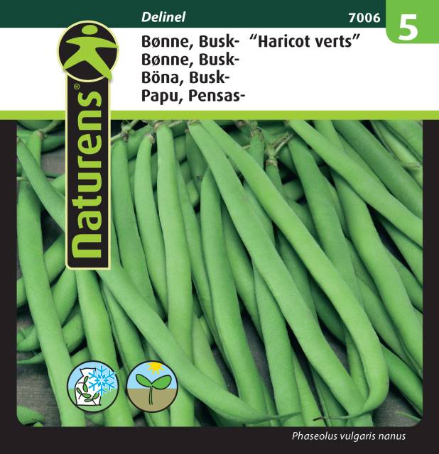 Buskböna 'Haricot Vert/ Delinel'