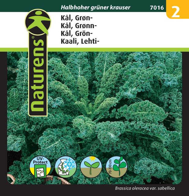 Grönkål 'Halbhoher Grüner Krauser'