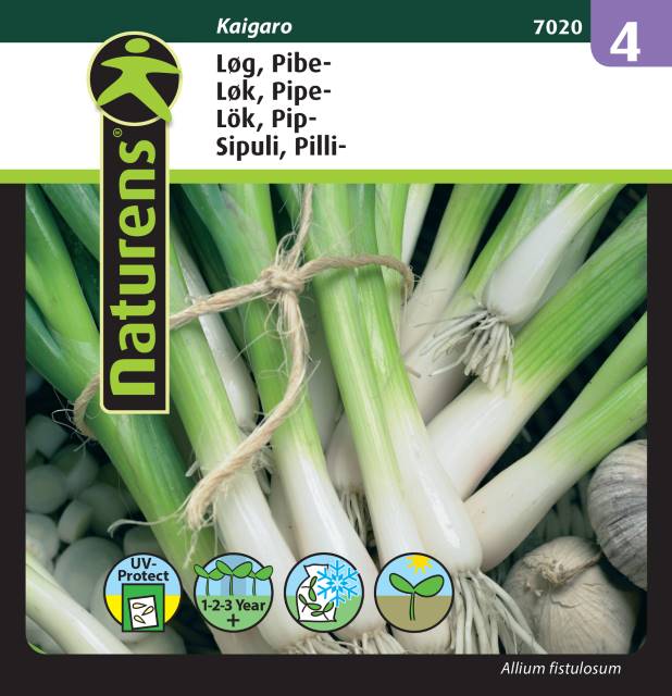 Piplök 'Kaigaro'