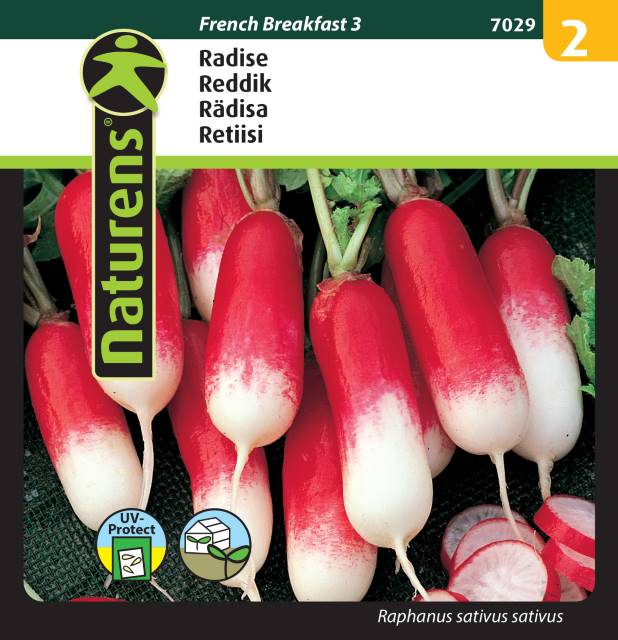 Rädisa 'French Breakfast 3'