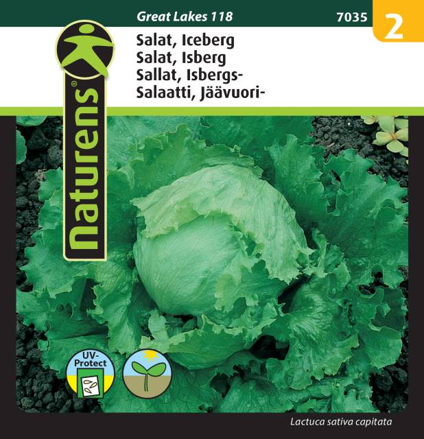 Isbergssallat 'Great Lakes 118'
