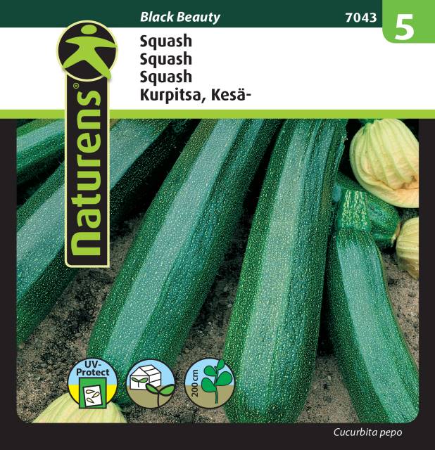 Squash 'Black beauty'