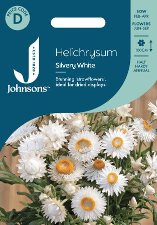Jätteeternell 'Silvery White'