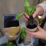 Biohumus ROOT 4l