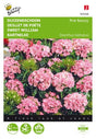 Borstnejlika 'Pink Beauty'