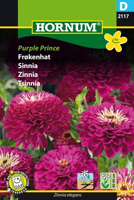 Zinnia 'Purple Prince'
