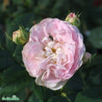 Klätterros 'Maiden's Blush' 5-pack barrotad