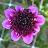 Anemon Dahlia 'Missis Amy' 1st