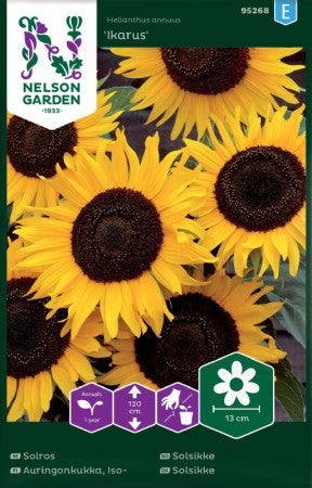 Solros (Medel) 'Ikarus'