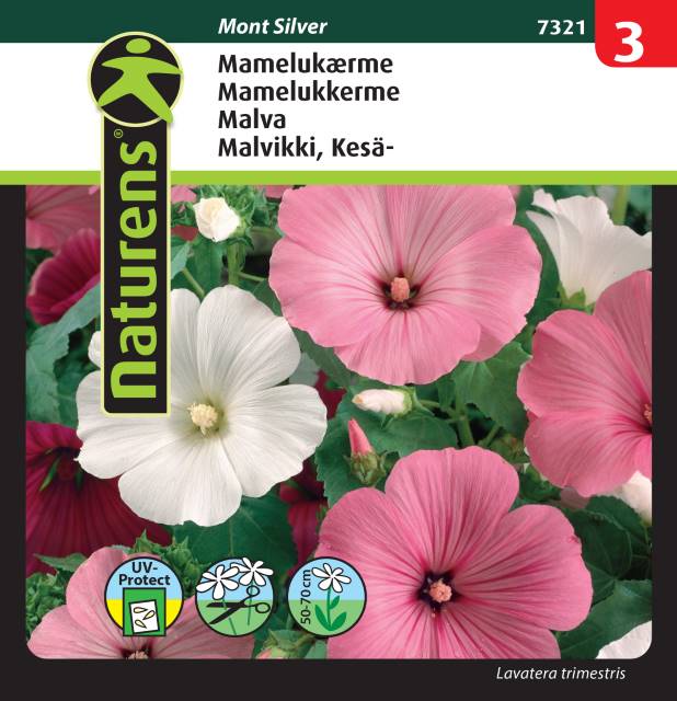Malva Mix 'Mont Silver'