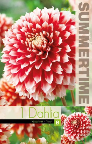 Dekorativ Dahlia 'Noel' 1st