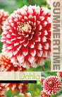 Dekorativ Dahlia 'Noel' 1st