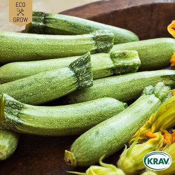 Sommarsquash 'Albarello di Sarzana' KRAV-märkt