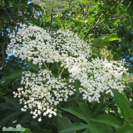 Fläder 5-pack i kruka