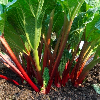 Rabarber 'Red Champagne' 3-pack