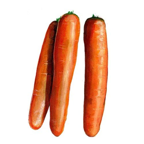 Morot 'Early Nantes' Svenskodlat frö