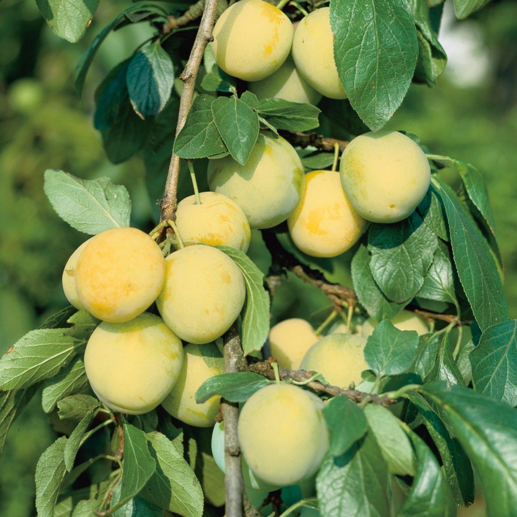 Plommon 'Reine Claude d'Oullins' co