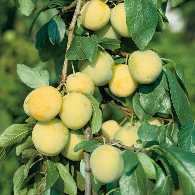Plommon 'Reine Claude d'Oullins' co