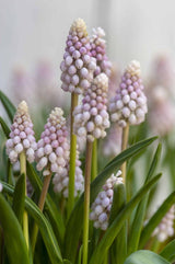 Pärlhyacint 'Pink Sunrise' 5st