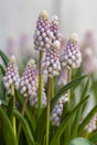 Pärlhyacint 'Pink Sunrise' 5st