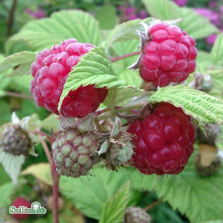 Trädgårdshallon 'Mormorshallon' 3-pack i kruka