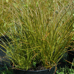 Brandstarr 'Prairie Fire' 13cm kruka