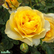 Tehybridros 'Tivoli 150' 5-pack barrotad