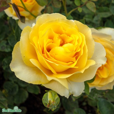 Tehybridros 'Tivoli 150' 10-pack barrotad