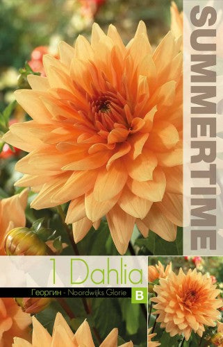 Dekorativ Dahlia 'Noordwijks Glorie' 1st